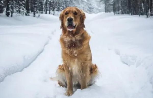 狗狗为什么那么喜欢雪-图1