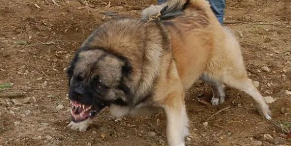 世界上最大的巨型犬
