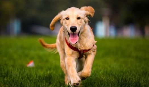 老龄犬心肺衰竭的症状有哪些？-图1