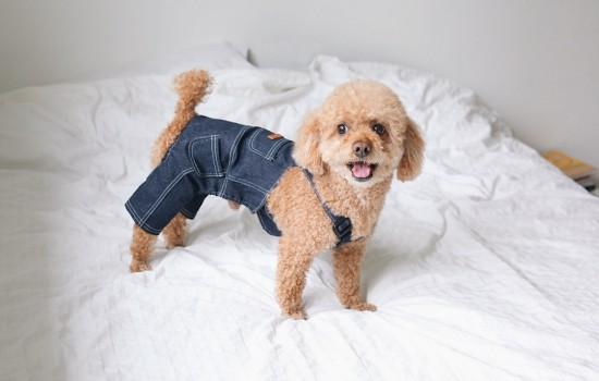 泰迪犬流眼泪怎么回事-图1