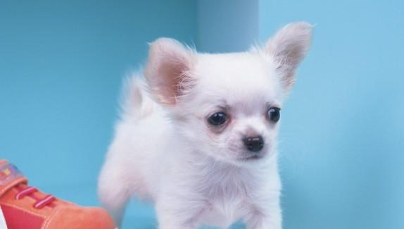 白色的小狗有哪些小型犬品种？-图1