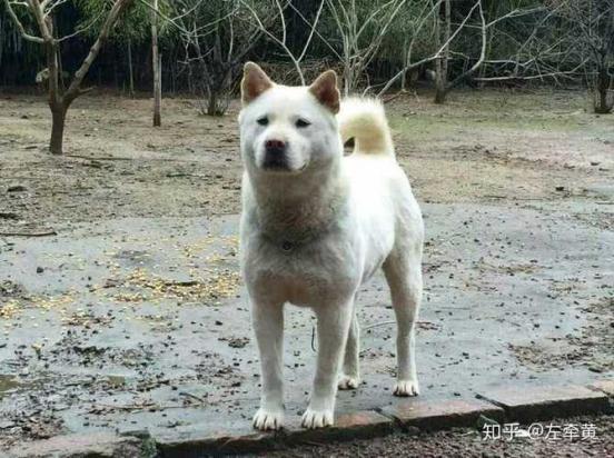 中华田园犬与土狗-1