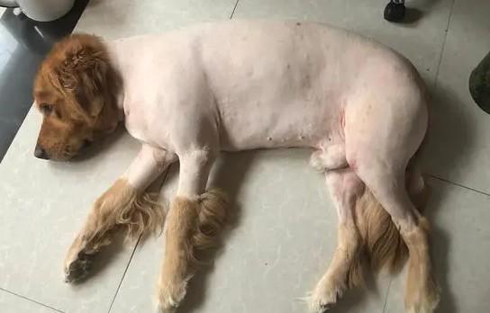 狗狗剃毛有什么注意事项吗-图1