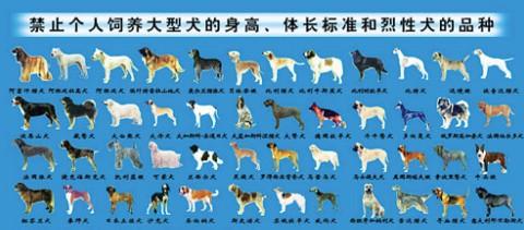 北京可以养的大型犬名单-1