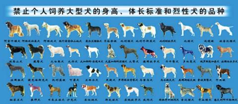 北京可以养的大型犬名单-图1