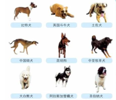 国内禁养犬名单-图1