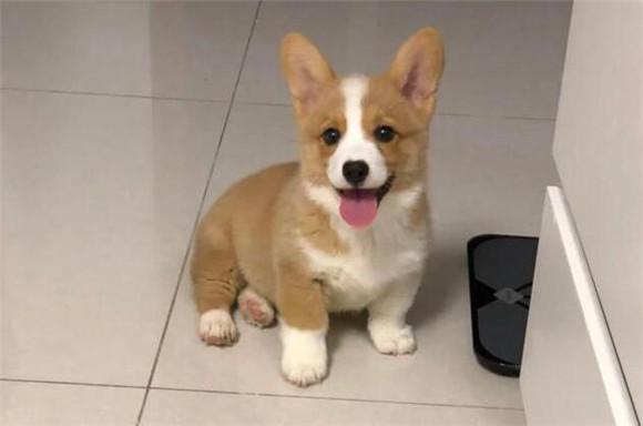 狗是怎么样得狂犬病的呢