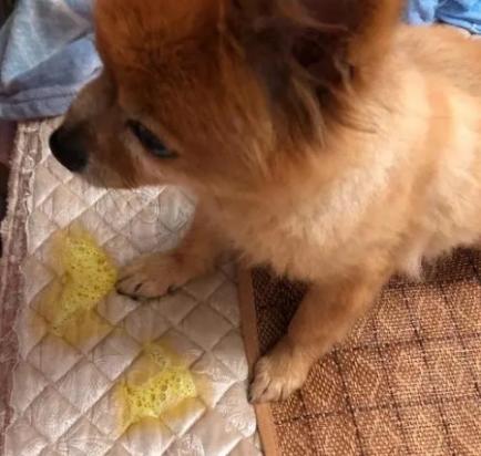 狗狗吐黄水会自己好吗？-图1