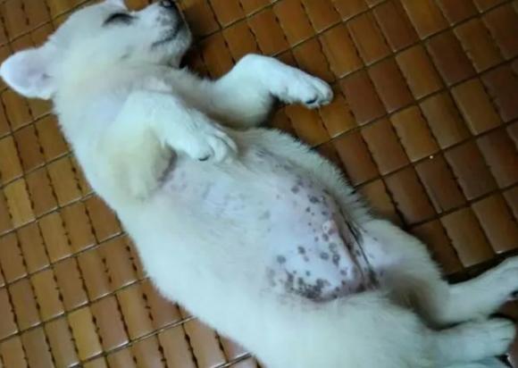 狗狗为什么身上长黑斑点呢-图1