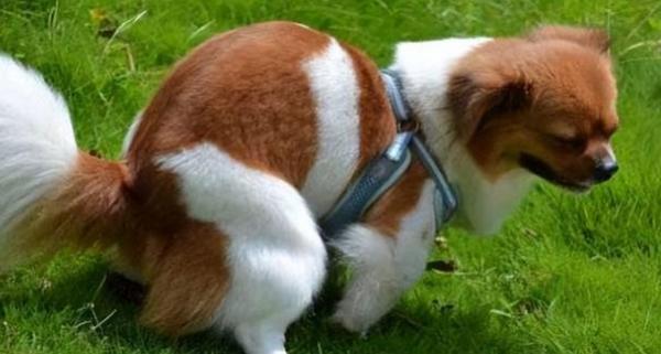 狗狗拉屎为什么转圈啊