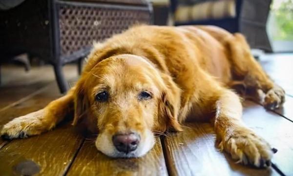 狗狗肠痉挛什么症状？-图1