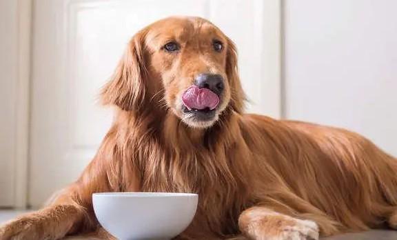 狗狗为什么食量少呢-图1
