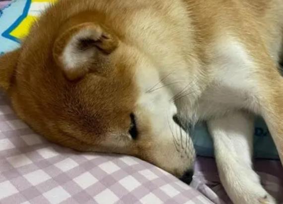 为什么狗狗会在床上睡觉呢-图1