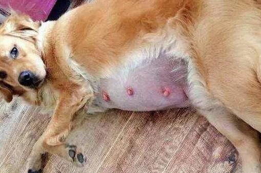 狗狗怀孕后什么时候有明显症状呢