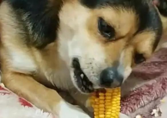 狗狗可以吃玉米吗熟的玉米-图1