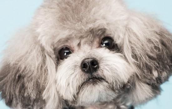 泰迪犬葡萄食用安全指南-1