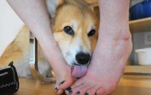 狗狗为什么会蹭主人脚-图1