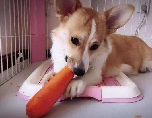 狗能吃萝卜吗？-图1