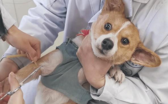 体外驱虫和打疫苗冲突吗？-图1