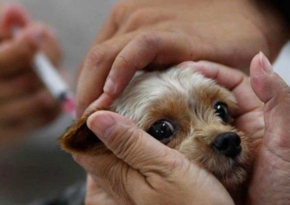 狗狗感冒打了疫苗会怎么样？-图1