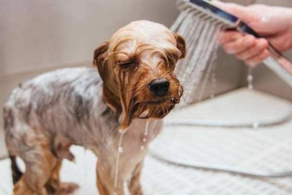 成犬断尾后多久能洗澡啊