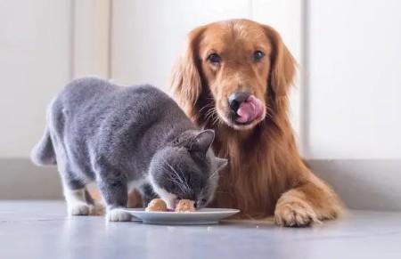 如何让狗喜欢狗粮吃猫饭呢-图1