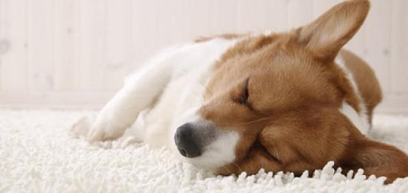 狗狗睡眠时间多久正常
