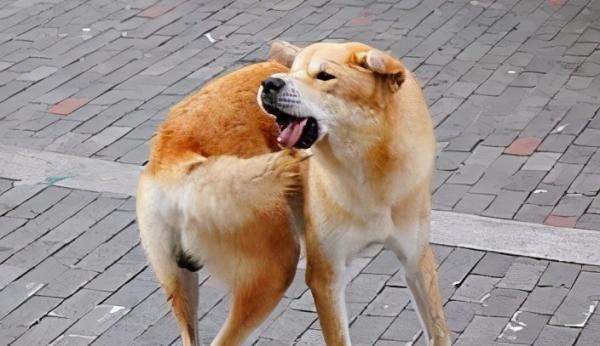 为什么狗狗一直咬自己的屁股和尾巴？