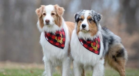 狂犬病的潜伏期是多久-图1