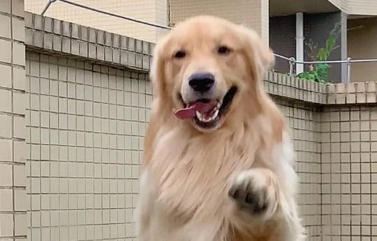 哪种大型犬最适合家养呢？-图1