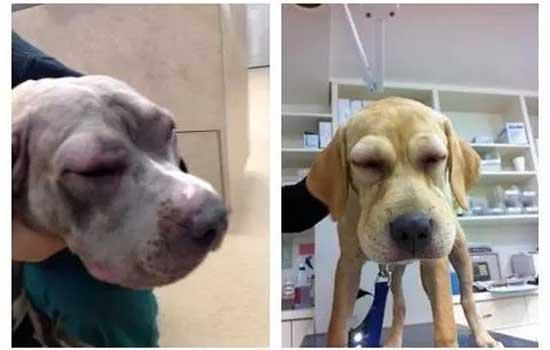 科学喂养中亚牧羊犬的方法-图1