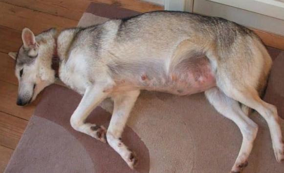 狗狗怀孕多长时间能看出来