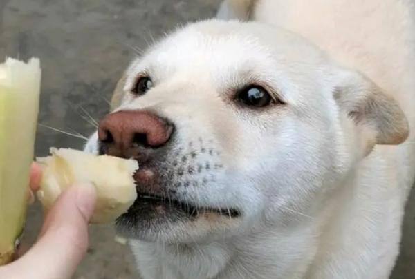为什么狗狗不能吃甘蔗皮-图1