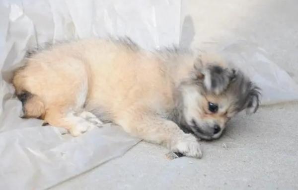 幼犬10度睡觉会冻死吗-图1