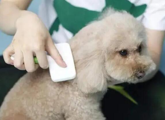 为什么狗狗梳毛掉皮屑-图1