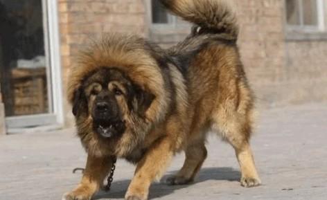 十大猛犬排名一到十-图1