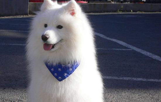 史宾格犬的饲养方法-图1