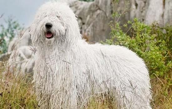 德国狐狸犬饲养方法-图1