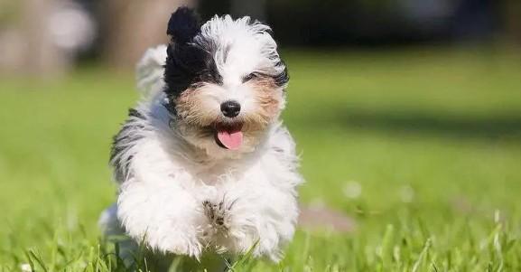 可爱的小型犬推荐-图1