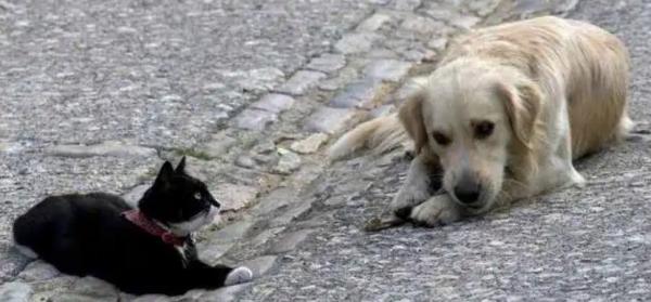 狗狗为什么会害怕猫咪呢-图1