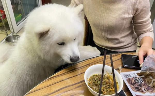 狗狗看着人吃饭什么原因
