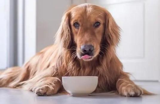 狗狗腹泻为什么要重视饮食