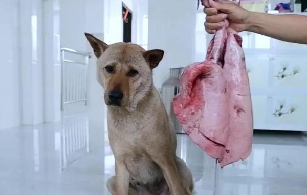 猪肺为什么要喂狗-图1