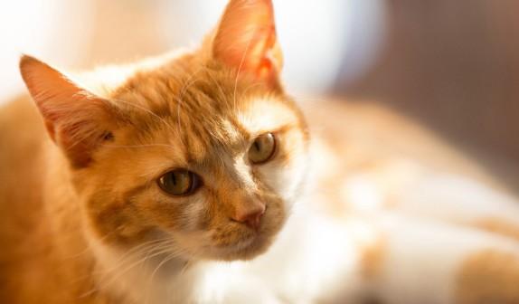 猫咪感冒后吐了，没精神是什么原因？-图1