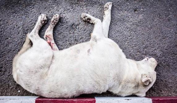 狗狗中毒临死前的15个征兆-图1