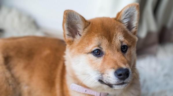 犬细小是什么病-图1