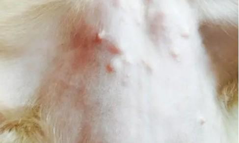 狗狗肚皮上长了好多痘痘是为什么