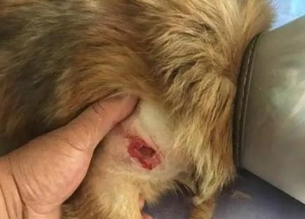 狗狗被咬伤的原因及预防-1