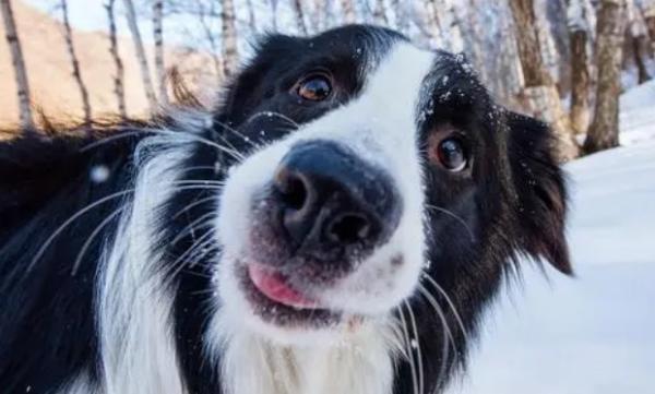 十种最好养的中型犬-图1