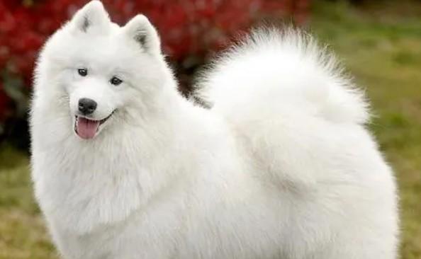 十大新手最好养的大型犬-图1